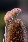 Harvest Mouse on teasle.jpg