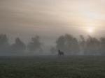 Horse in Mist.jpg