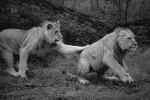 lion chase b&w