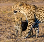 Leopard, Kenya.jpg