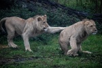 lion chase