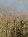 ripple tree