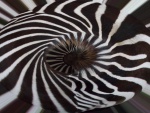 zebra swirl