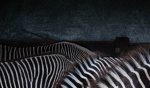 zebras close up backs 2