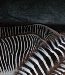 zebras close up backs 3