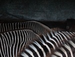 zebras close up backs 4