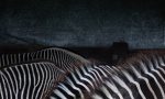 zebras close up backs
