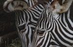 zebras close up two eyes