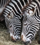 zebras close up two heads 2