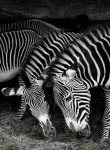 zebras close up two heads