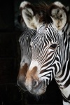 zebras. Miggy jpg
