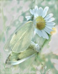 2 butterflies