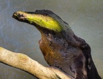 crocoile log copy