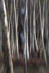 Colin Lamb - Trees at Arne
