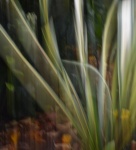 Maureen Robinson - Yuchy Yucca