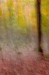 Maureen Tyrrell - Coloured - One tree