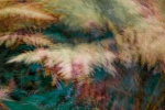 Maureen Tyrrell - Ferns