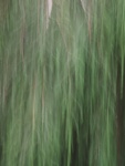 Paul Brewerton - Kashmir Cypress