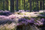 Diana Saville ICM Linn of Dee