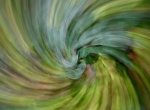 Maureen Robinson - Swirling Senecio