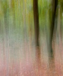 Maureen Tyrrell - Two Trees