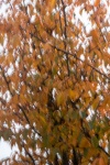 Lindsey Smith - Autumn
