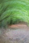 Maureen Tyrrell - Tunnel Through Wood