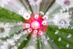 Nick Hardwick - Floral Explosion