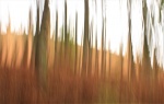 Nicky Westwood - A Cumbrian Forest ablaze!