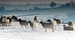 Sheep.jpg