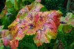 Meriel Flux - Autumn colour Batsford changing leaves