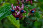 Meriel Flux - Autumn colour Batsford extraodarinary berry flower colours