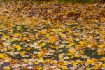 Meriel Flux - Autumn colour Batsford leaf littering