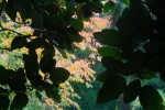 Meriel Flux - Autumn colour Batsford shadows and light
