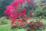 Meriel Flux - Autumn colour Batsford wind been blowing