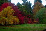 Meriel Flux - autumn colour Batsford, reds, oranges and yellows