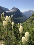 Angie Dean - Bear Grass
