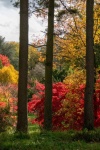 Anne Hunsley - Autumn colours