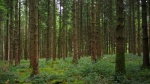 Beckie Lewis - Into The Woods