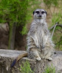 Chris Dean - Compare the Meerkat