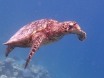 Chris Dean - Friendly Turtle