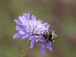 Colin Lamb - Bumblebee on field scabious