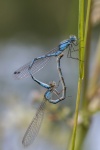 Colin Lamb - Common Blue Damselflies mating