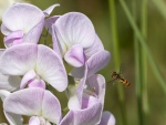 Colin Lamb - Sweet pea and hoverfly