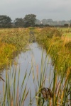 Elaine Argent - Norfolk dyke and windmill