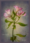 John Cavana - Alstroemeria