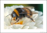 John Cavana - Bee on Dahlia