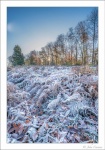 John Cavana - Whichford frost