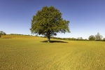Khatija Barday-Wood - Tree in Shadow