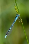 Lindsey Smith - Common blue damselfly